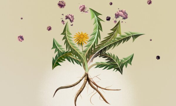 タンポポ根抽出物ががん研究で有望性　ヒト試験が待たれる