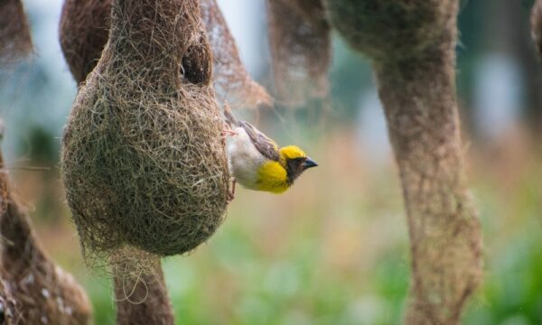 【万物は語る】誰が鳥たちに巣作りを教えたのか？