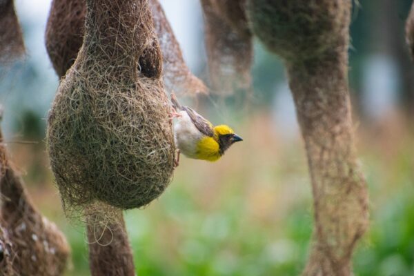 【万物は語る】誰が鳥たちに巣作りを教えたのか？